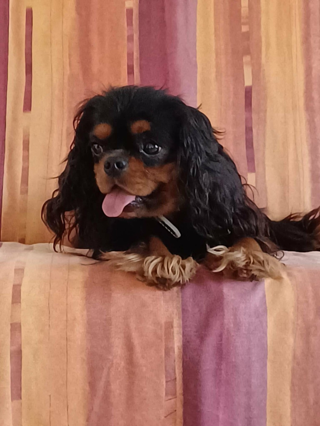 Venus mi amor a pretty cavalier king charles