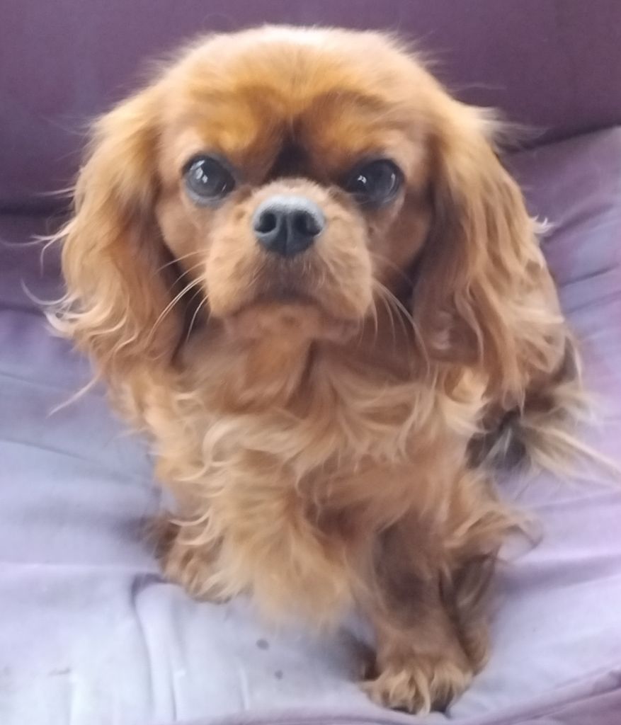 Thé perfect girl a pretty cavalier king charles