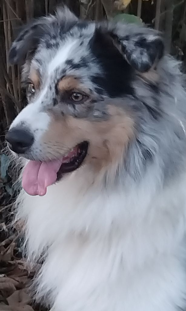 Shine Ever Un dernier tour de piste