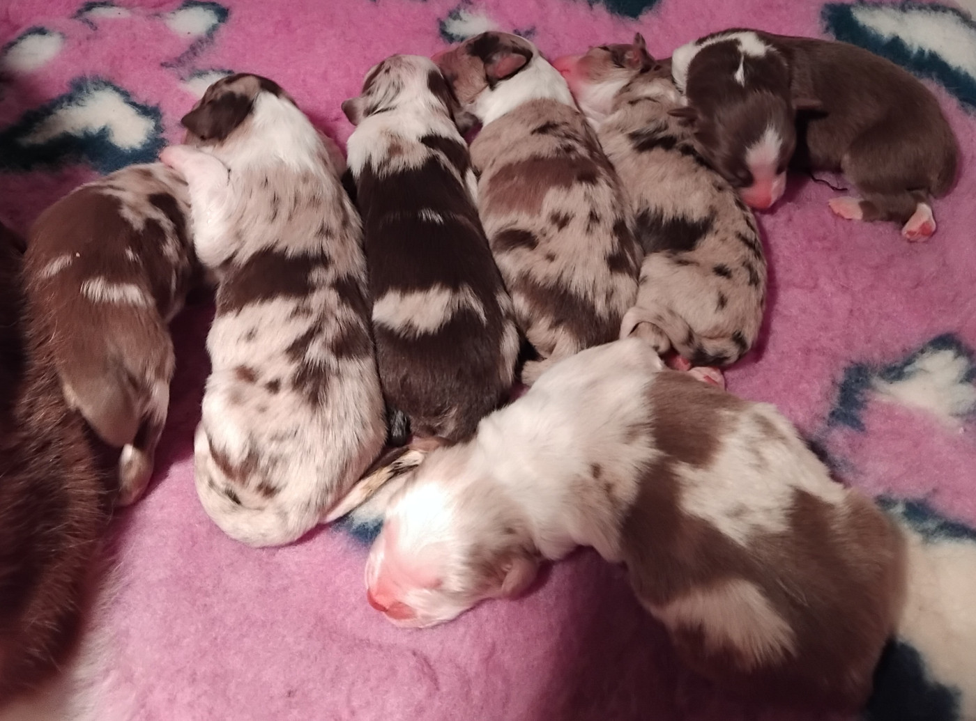 Chiot Berger Australien Du Chemin De Mathenou