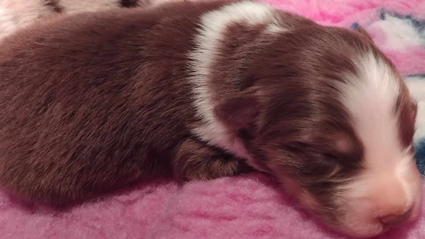 Du Chemin De Mathenou - Chiots disponibles - Berger Australien