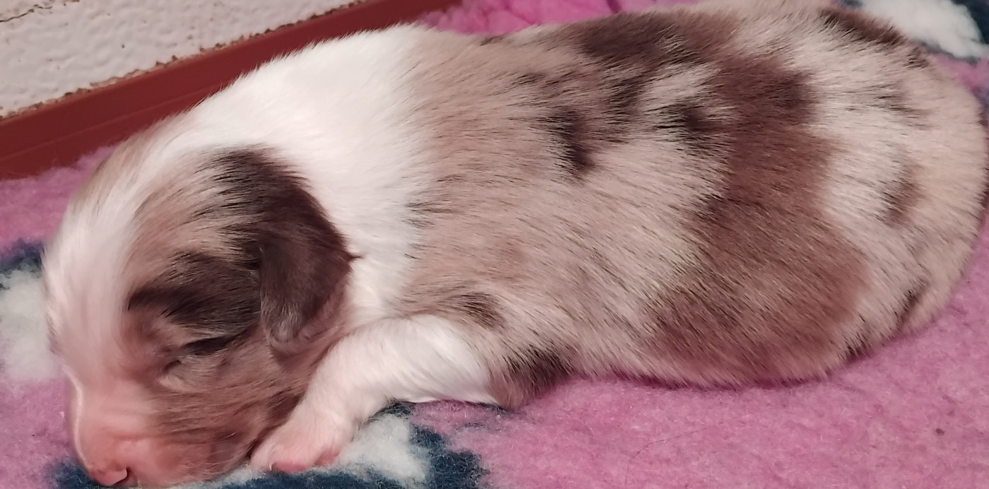 Du Chemin De Mathenou - Chiots disponibles - Berger Australien