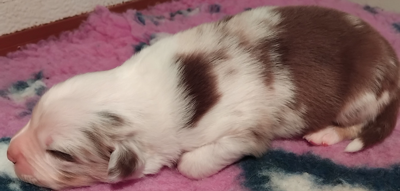 Du Chemin De Mathenou - Chiots disponibles - Berger Australien