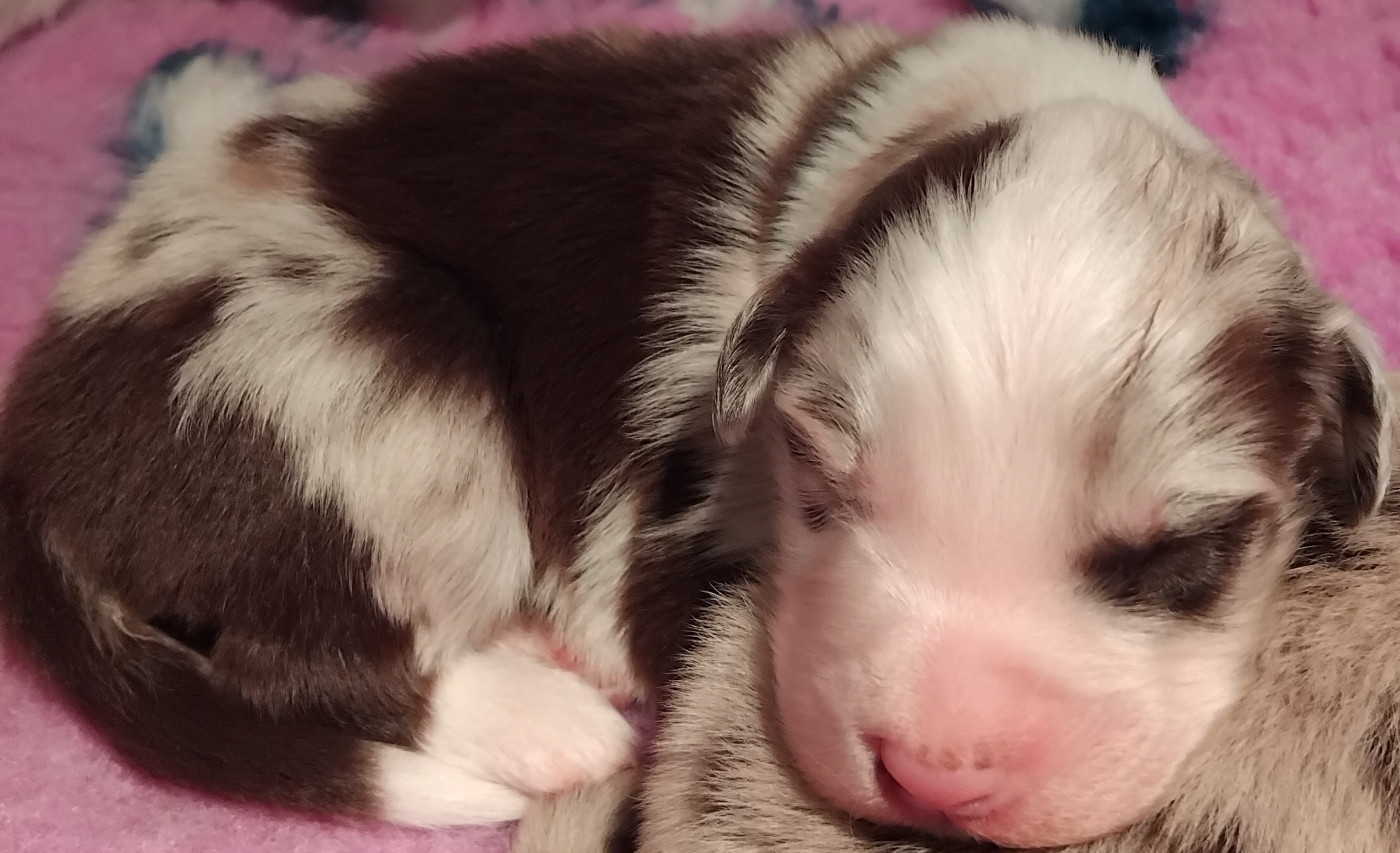 Du Chemin De Mathenou - Chiots disponibles - Berger Australien