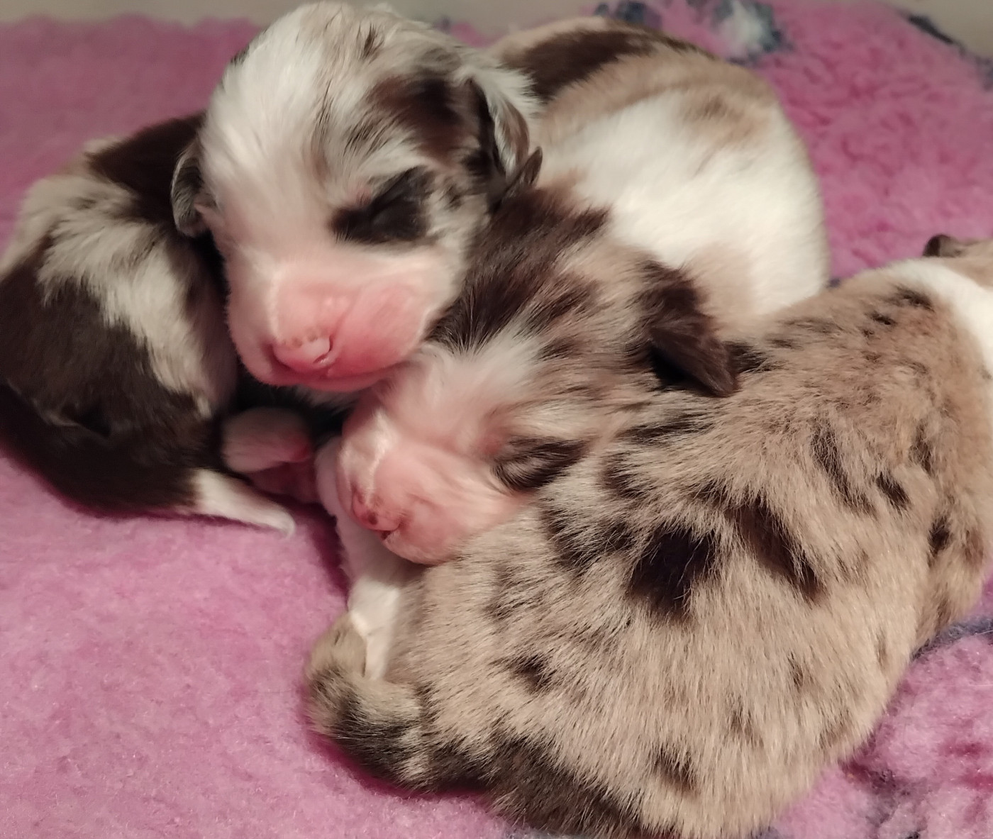 Du Chemin De Mathenou - Chiots disponibles - Berger Australien