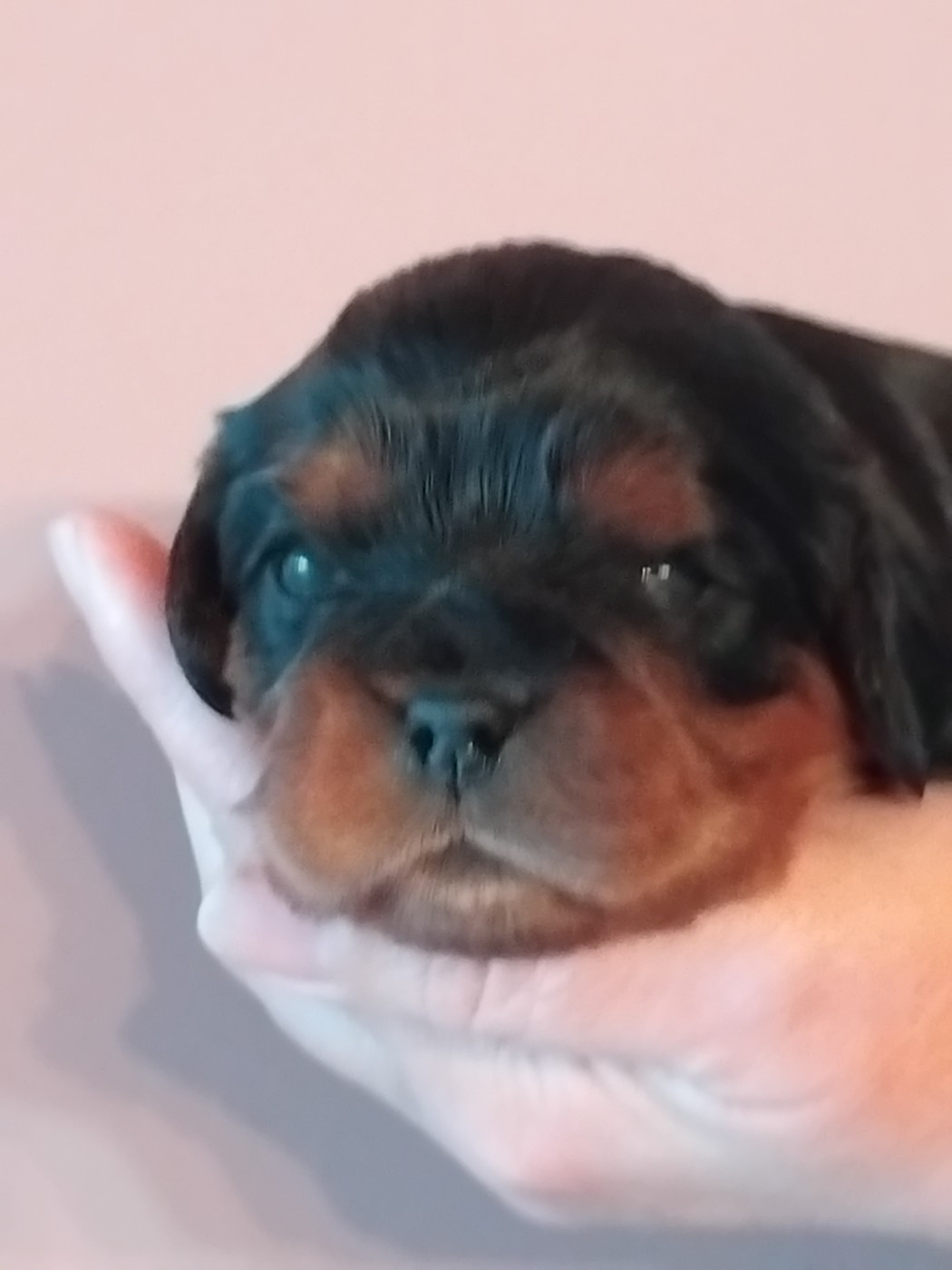 Du Chemin De Mathenou - Chiots disponibles - Cavalier King Charles Spaniel