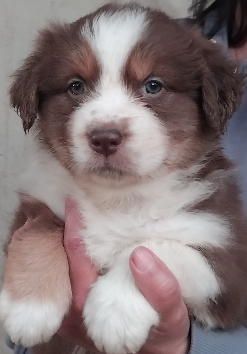 Du Chemin De Mathenou - Chiots disponibles - Berger Australien