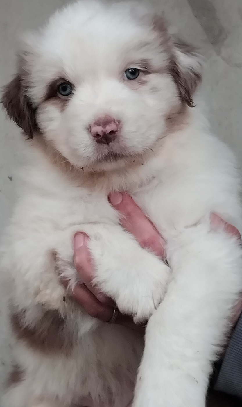 Du Chemin De Mathenou - Chiots disponibles - Berger Australien