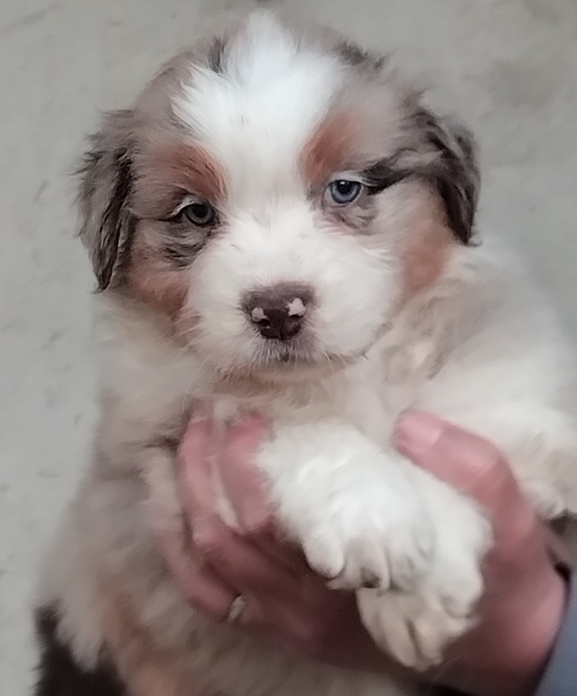 Du Chemin De Mathenou - Chiots disponibles - Berger Australien