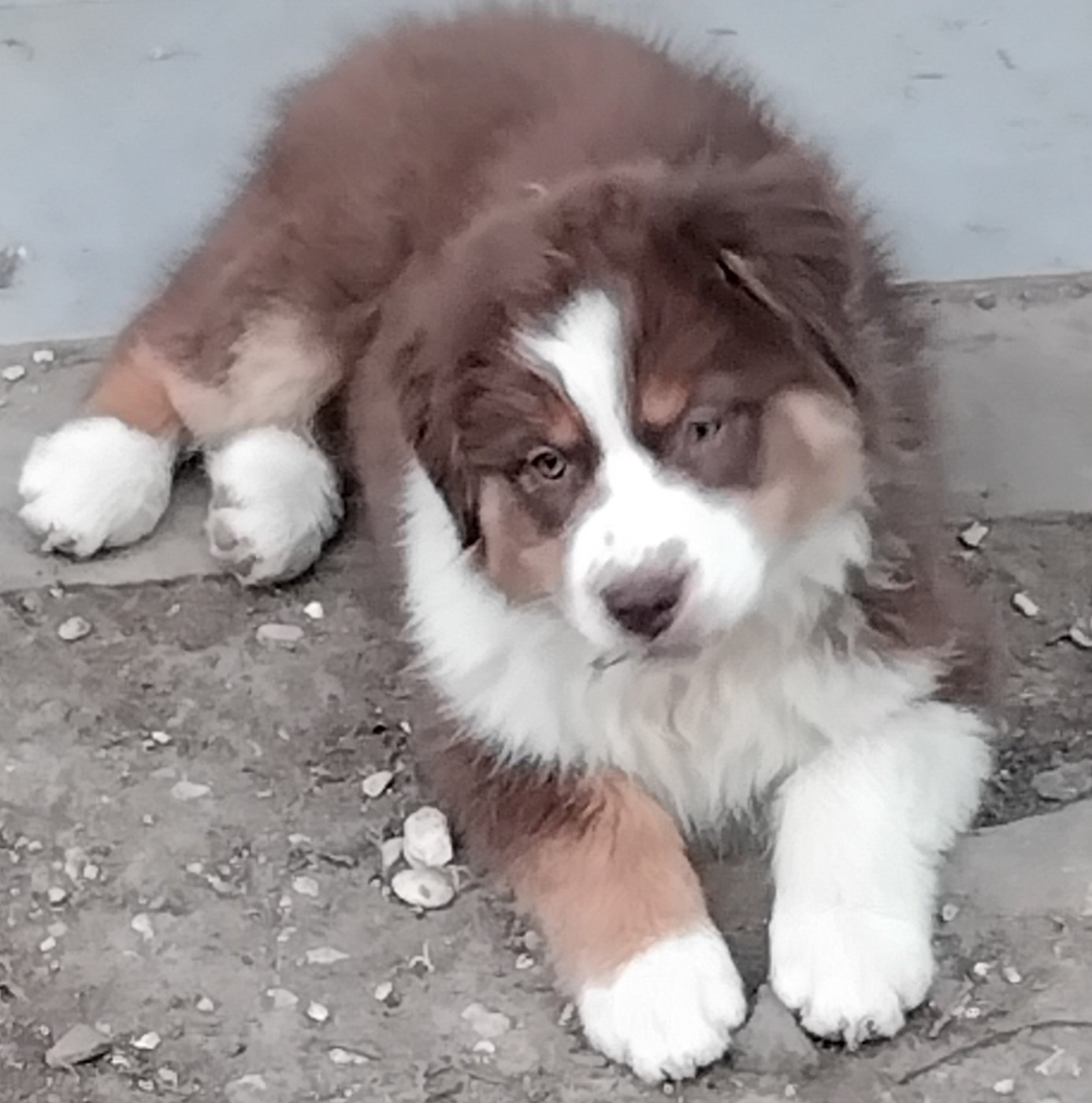 Du Chemin De Mathenou - Chiots disponibles - Berger Australien