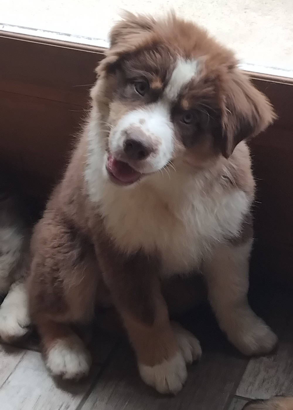 Du Chemin De Mathenou - Chiots disponibles - Berger Australien