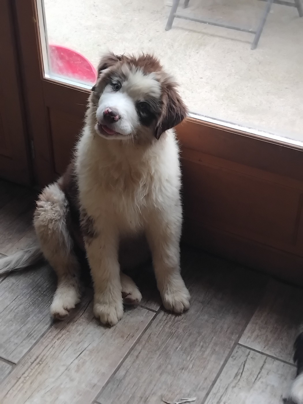 Du Chemin De Mathenou - Chiots disponibles - Berger Australien