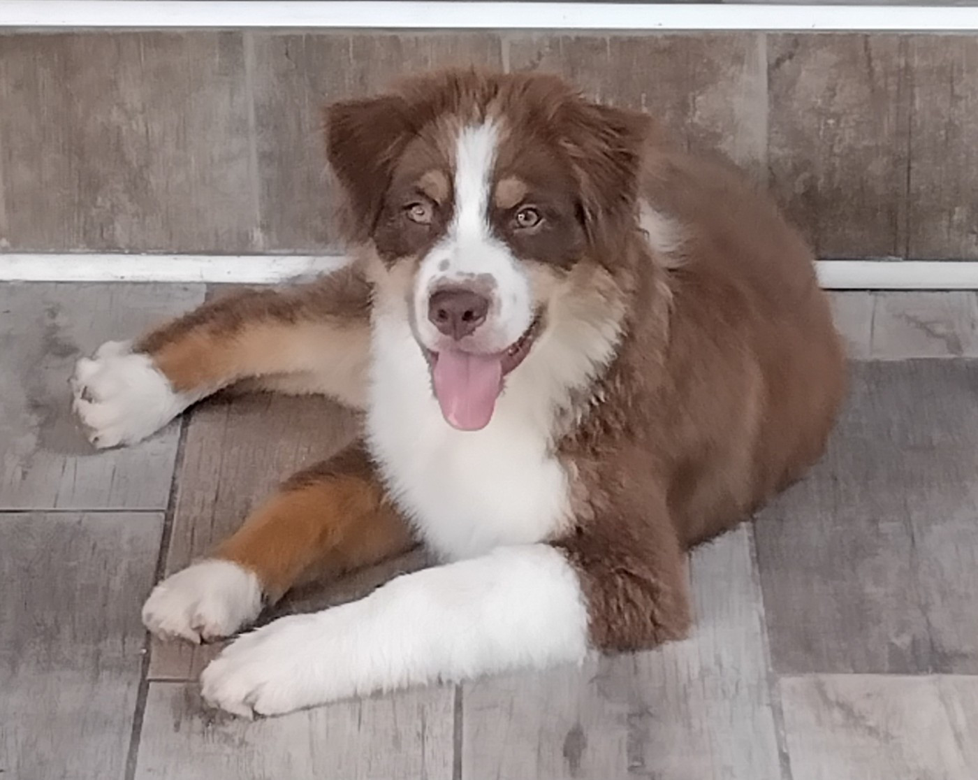 Du Chemin De Mathenou - Chiots disponibles - Berger Australien