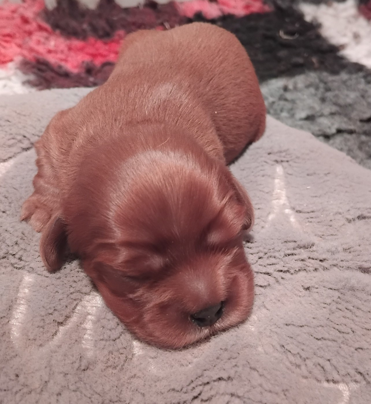 Du Chemin De Mathenou - Chiots disponibles - Cavalier King Charles Spaniel