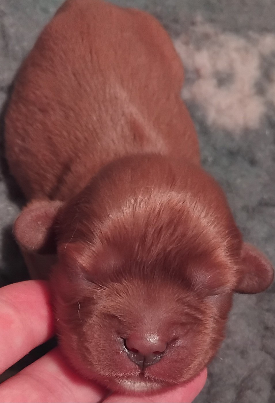 Du Chemin De Mathenou - Chiots disponibles - Cavalier King Charles Spaniel