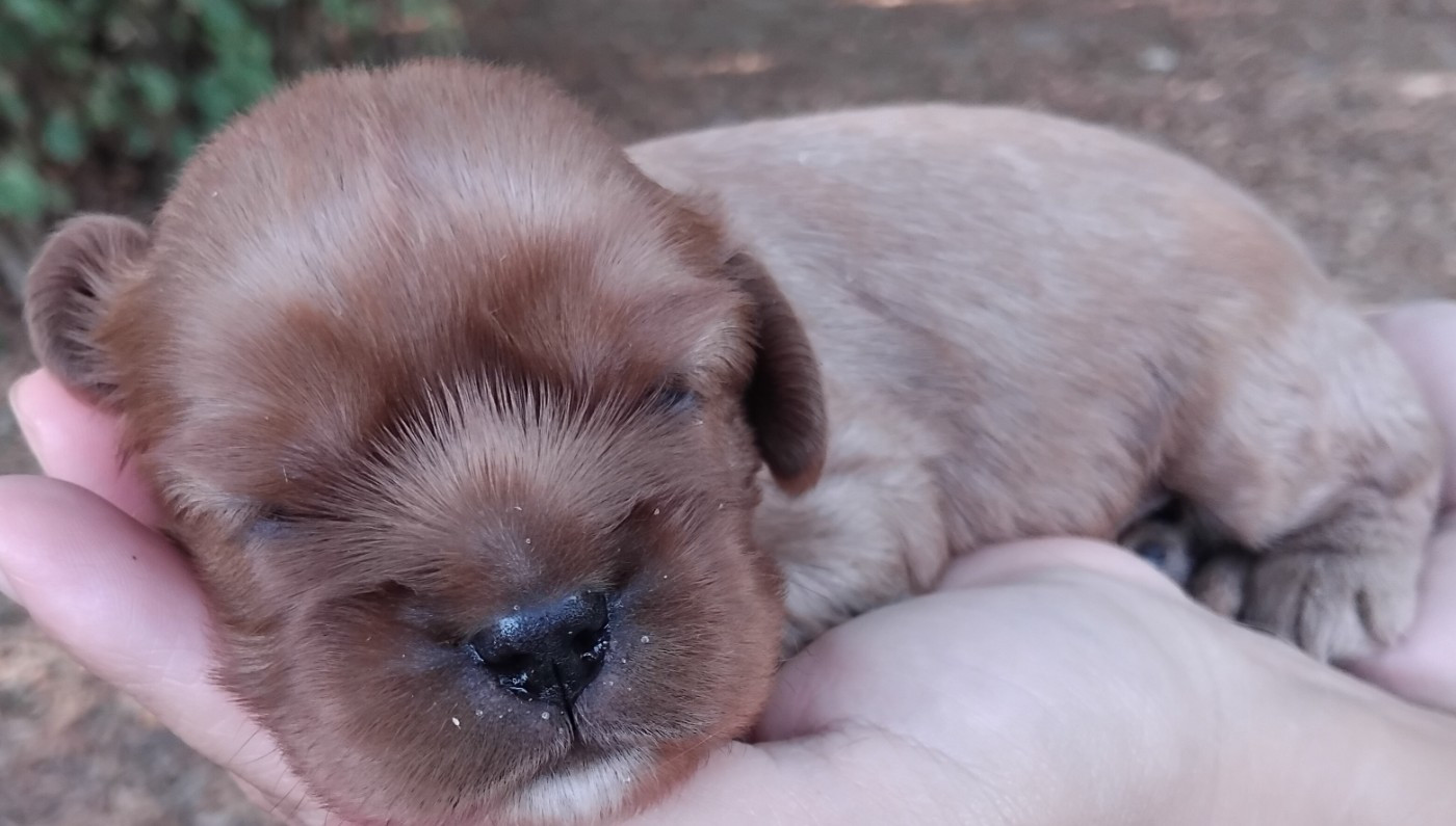 Du Chemin De Mathenou - Chiots disponibles - Cavalier King Charles Spaniel