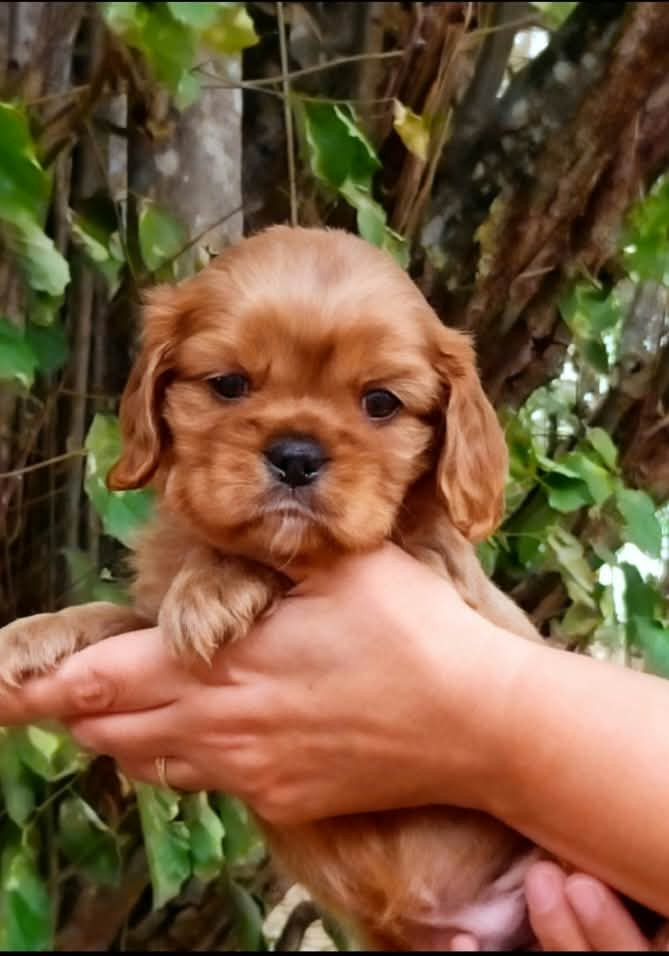 Du Chemin De Mathenou - Chiots disponibles - Cavalier King Charles Spaniel