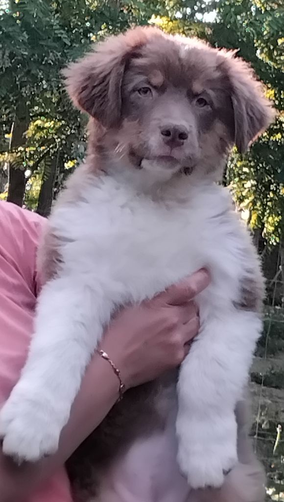 Du Chemin De Mathenou - Chiots disponibles - Berger Australien
