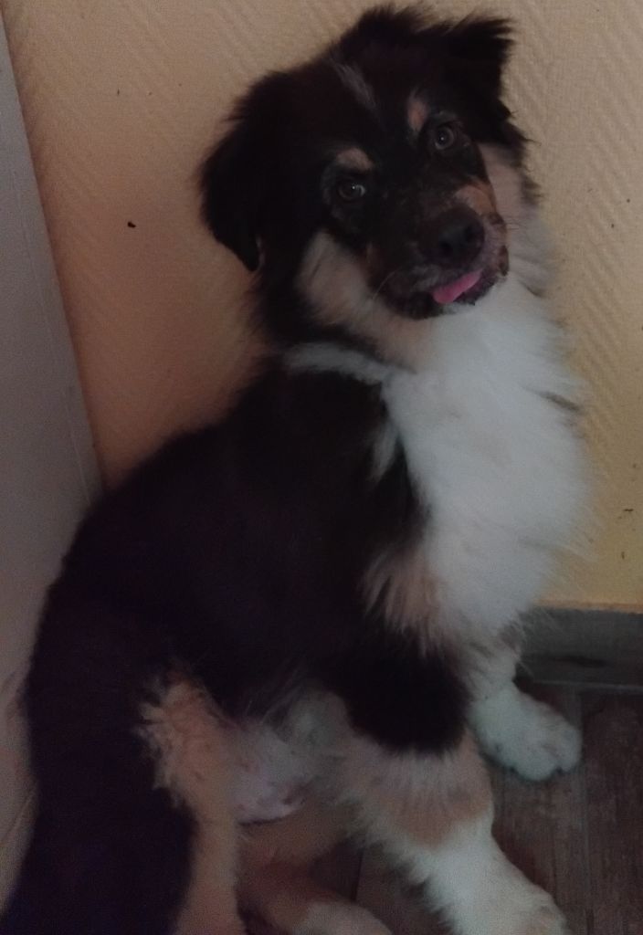 Du Chemin De Mathenou - Chiots disponibles - Berger Australien