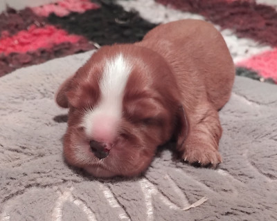 CHIOT 2
