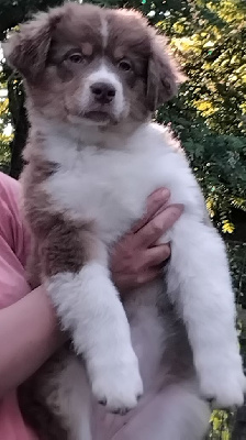 CHIOT 9
