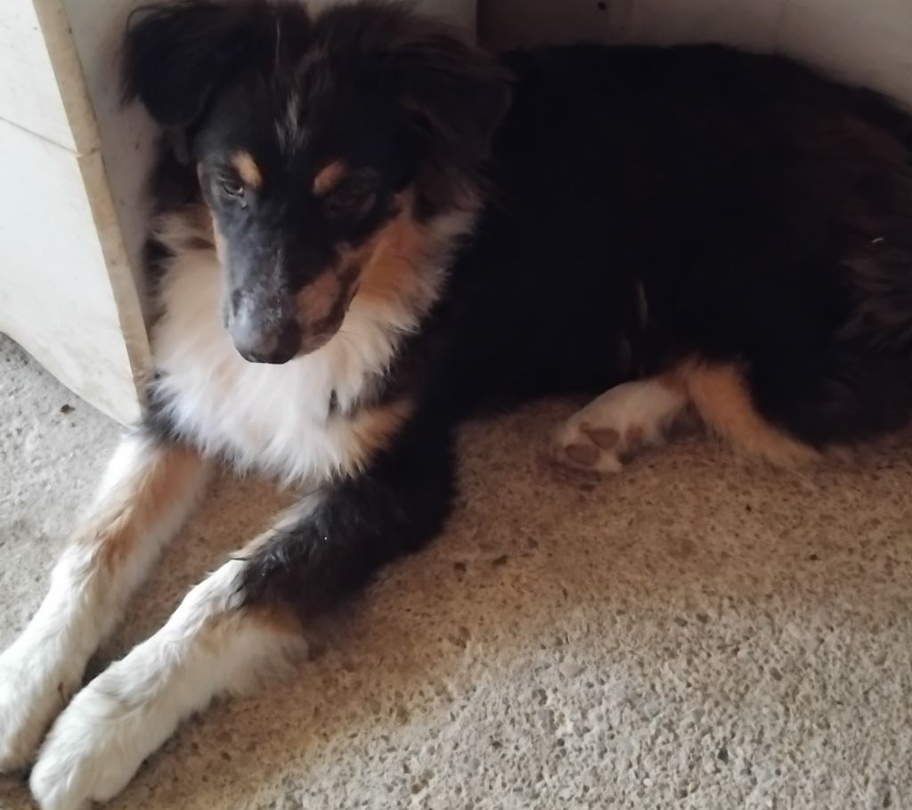 Du Chemin De Mathenou - Chiots disponibles - Berger Australien