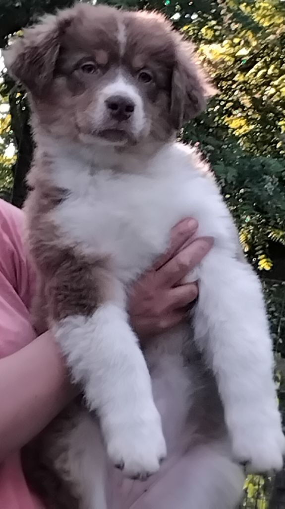 Du Chemin De Mathenou - Chiots disponibles - Berger Australien